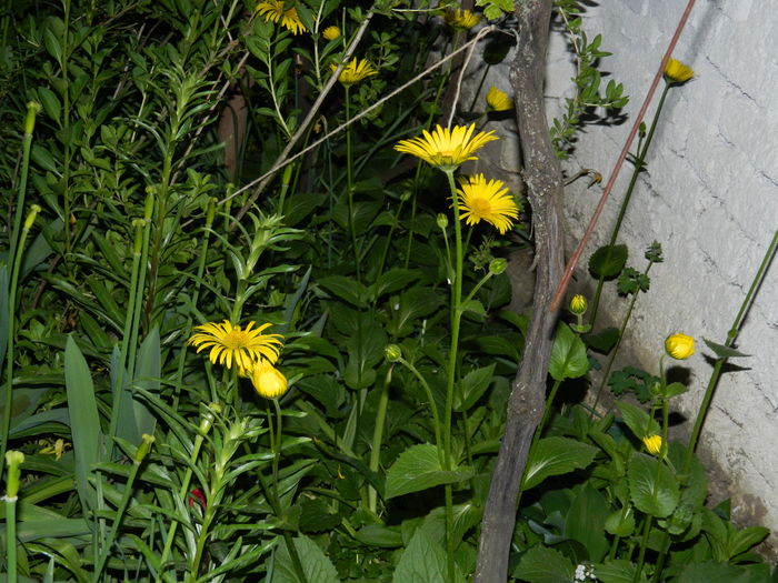 DSCN5383 - 2016 Aprilie_3