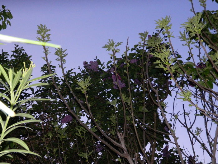 DSCN5385 - 2016 Aprilie_3