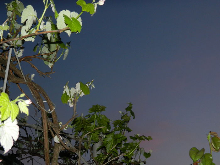 DSCN5386 - 2016 Aprilie_3