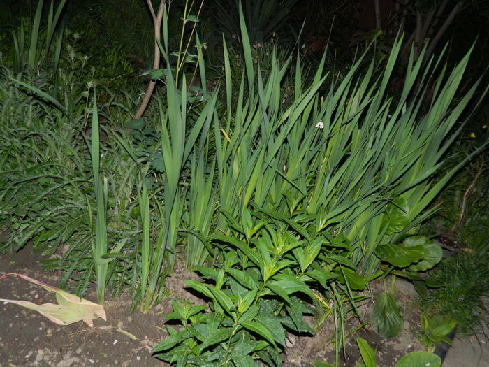 DSCN5390 - 2016 Aprilie_3