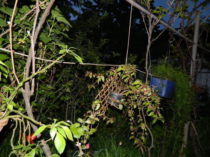 DSCN5392 - 2016 Aprilie_3