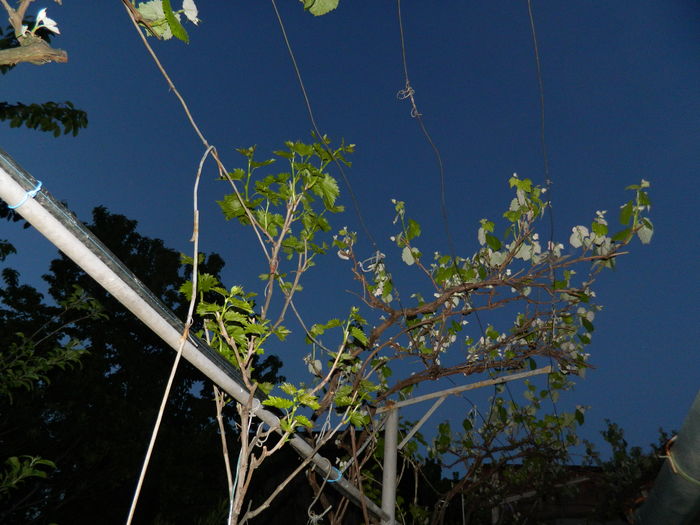 DSCN5394 - 2016 Aprilie_3