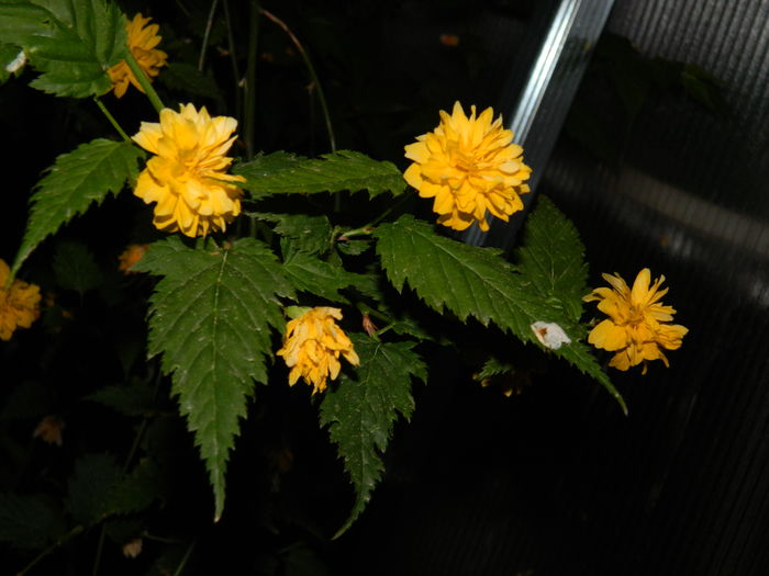 DSCN5395 - 2016 Aprilie_3