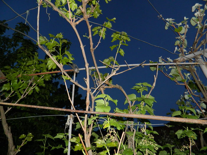 DSCN5399 - 2016 Aprilie_3