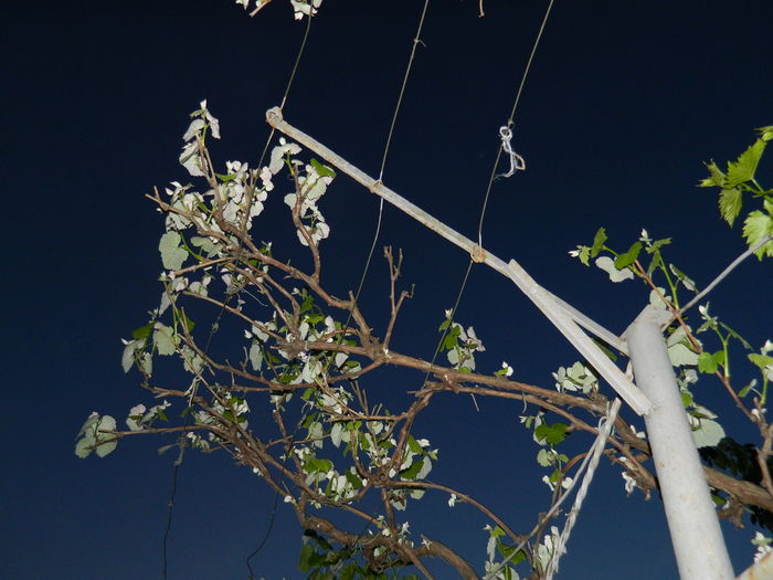 DSCN5408 - 2016 Aprilie_3