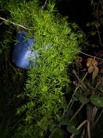 DSCN5410 - 2016 Aprilie_3