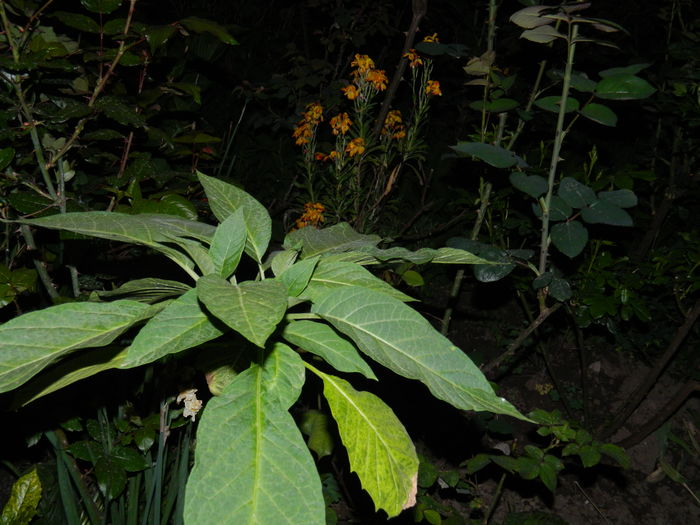 DSCN5417 - 2016 Aprilie_3