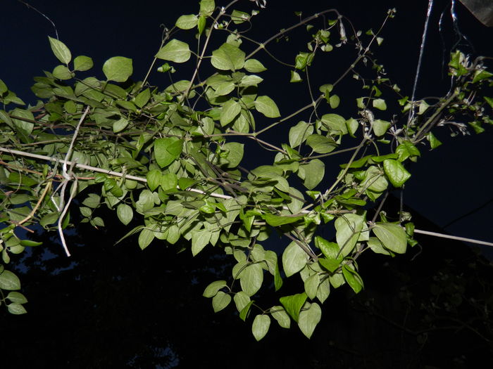 DSCN5422 - 2016 Aprilie_3