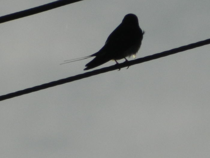 DSCN5435 - 2016 Aprilie_3