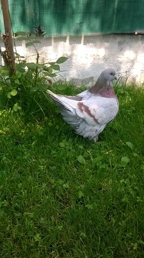 WP_20160420_001; Femela
