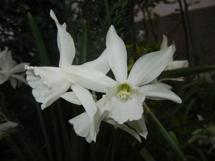 Narcissus Thalia (2016, April 07)