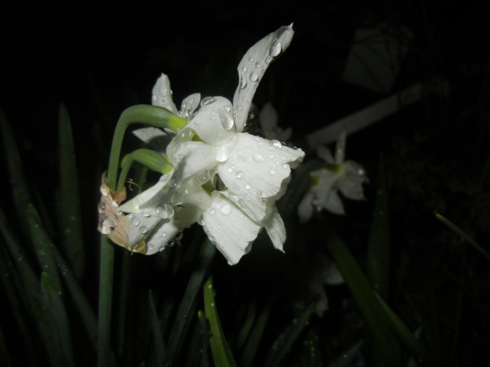 Narcissus Thalia (2016, April 07)