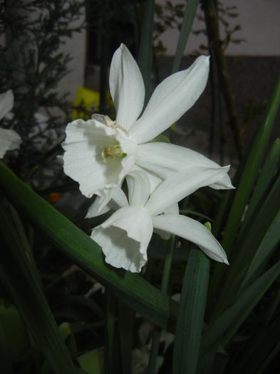 Narcissus Thalia (2016, April 07)