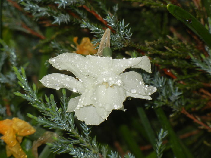 Narcissus Thalia (2016, April 07)