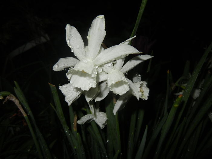 Narcissus Thalia (2016, April 07)