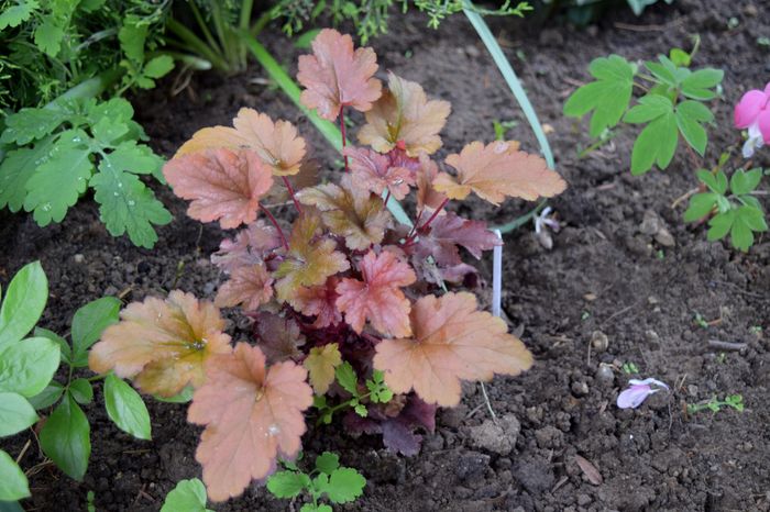 Paprika - Heuchera_achizitii