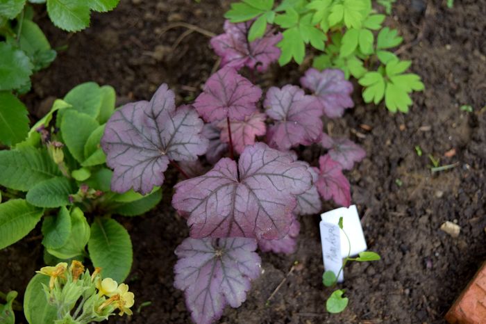 Plum Royal - Heuchera_achizitii