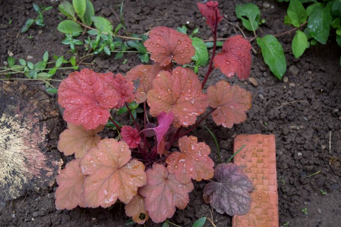 Berry Smootie_Sanflora - Heuchera_achizitii