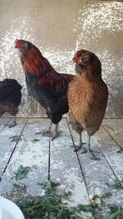 ARAUCANA; ARAUCANA achizitie Germania
