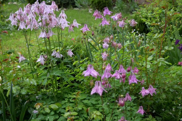 Caldaruse - 2016 Plantele mele