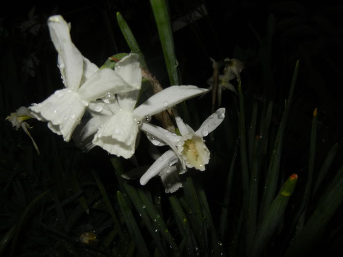 Narcissus Thalia (2016, April 07)