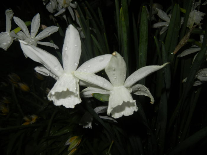 Narcissus Thalia (2016, April 07)