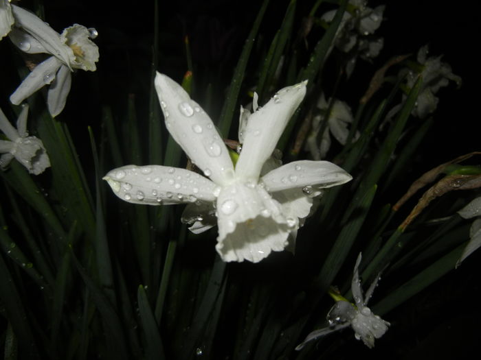 Narcissus Thalia (2016, April 07) - Narcissus Thalia