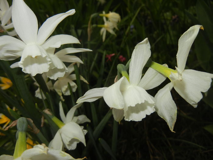 Narcissus Thalia (2016, April 08)