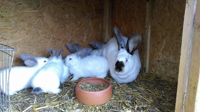 F7 cu pui la 1,5 luni