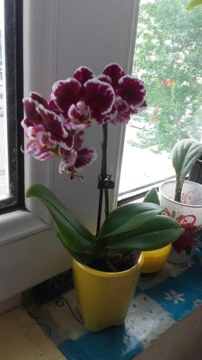Mini Phalaenopsis