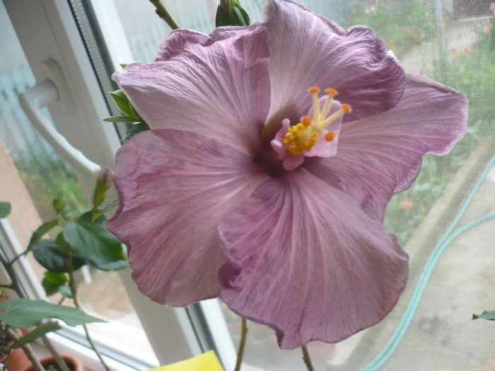 Tahitian Purple Sovereign