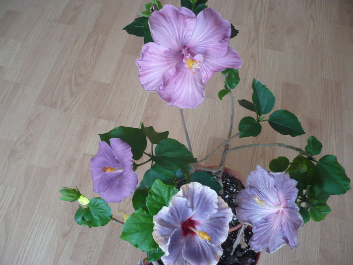 P1260017