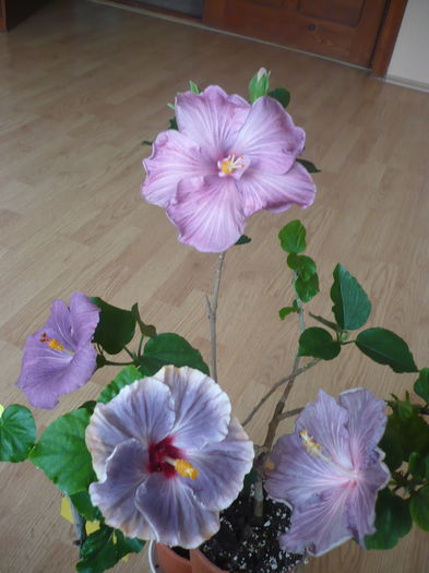 P1260019