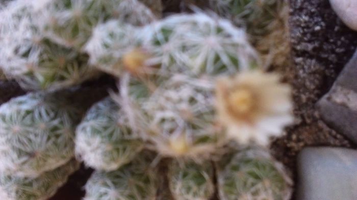 Mammillaria vetula ssp. gracilis - Cactusi 2016