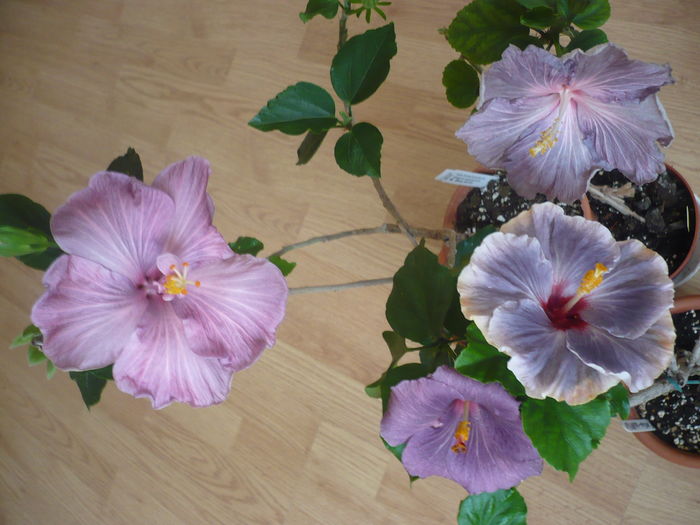 P1260021