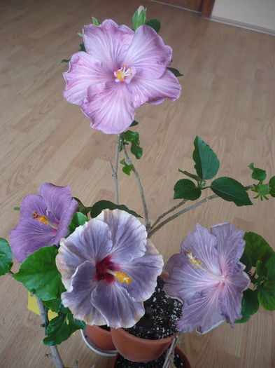 P1260023