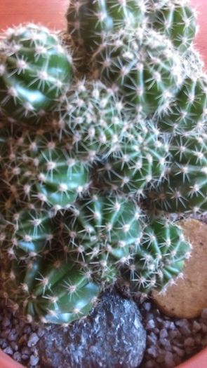 Echinopsis oxygona, detaliu