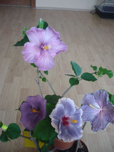 P1260026