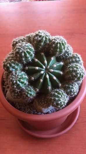 Echinopsis oxygona