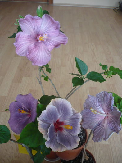 P1260027
