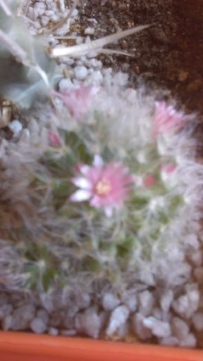 Mammillaria bocasana  cv. roseiflora - Cactusi 2016