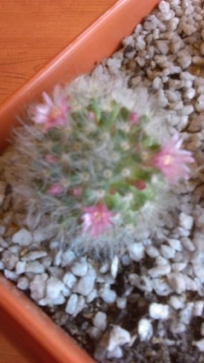 Mammillaria bocasana cv. roseiflora - Cactusi 2016