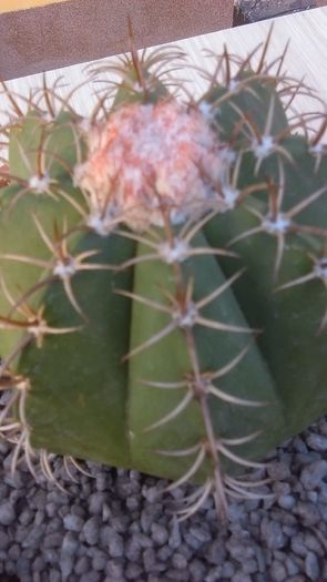 Melocactus matanzanus, detaliu - Cactusi 2016