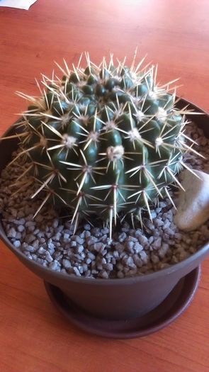 Parodia mammulosa ssp. submammulosa - Cactusi 2016