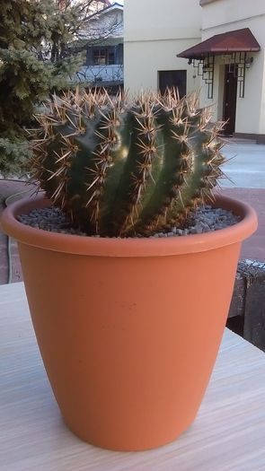 Notocactus bommeljei - Cactusi 2016