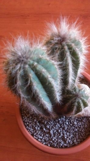 Pilosocereus pachycladus - Cactusi 2016
