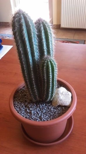 Pilosocereus pachycladus