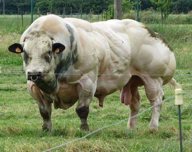 FB_IMG_1461599772021 - C Pentru cei care le plac aceste animale