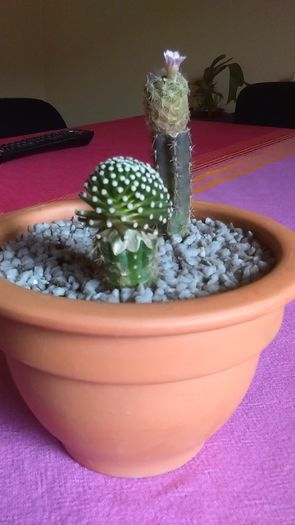 Mammillaria luethyi & Mammillaria magalanii, altoite - Cactusi 2016