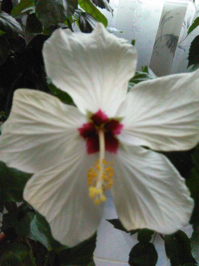 25.04.2016 - Hibiscus Cairo White